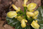 Yellow archangel